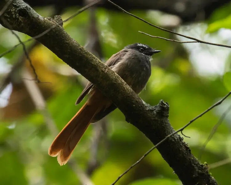 Rufous-tailed fantail