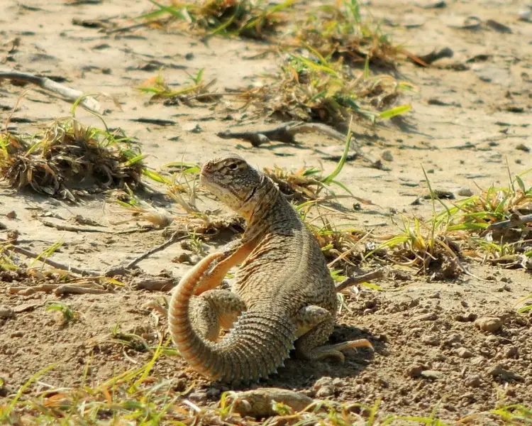 Hardwicke's Spiny-Tailed Lizard - Facts, Diet, Habitat & Pictures on  