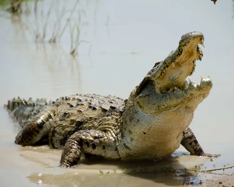 Crocodylus suchus