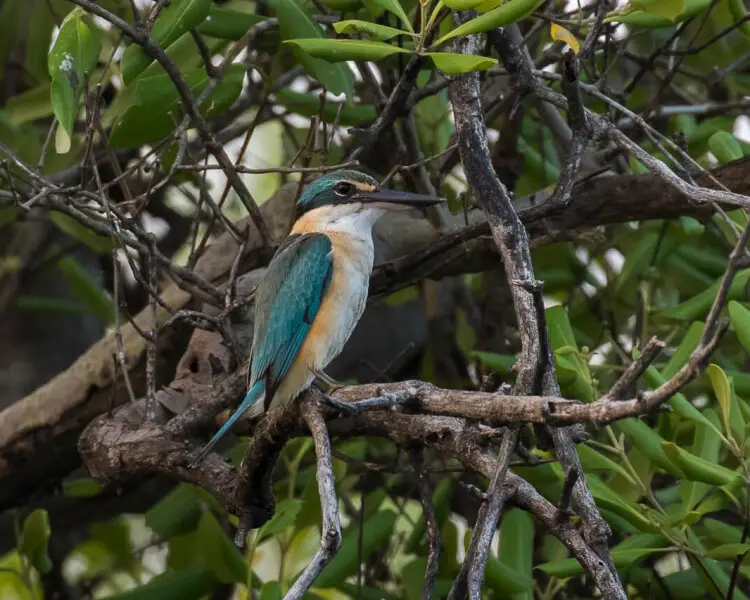 Sacred kingfisher