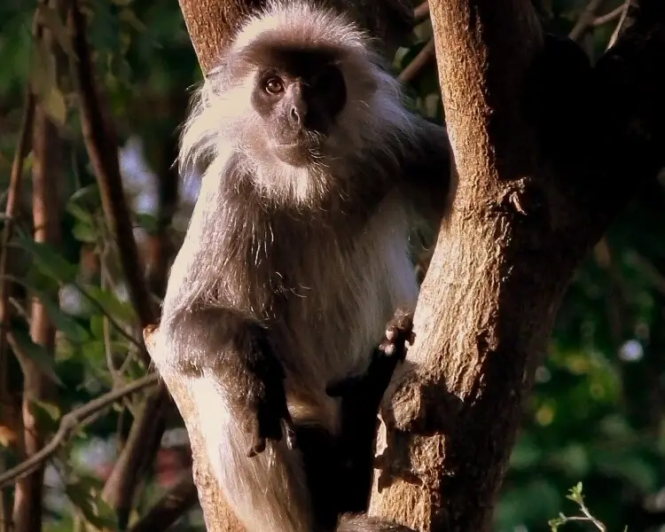 Indochinese lutung