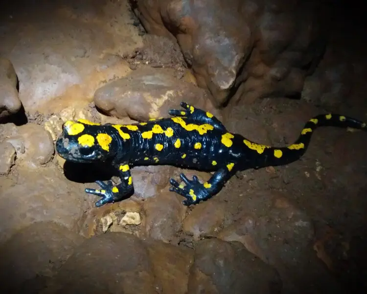 Near Eastern fire salamander