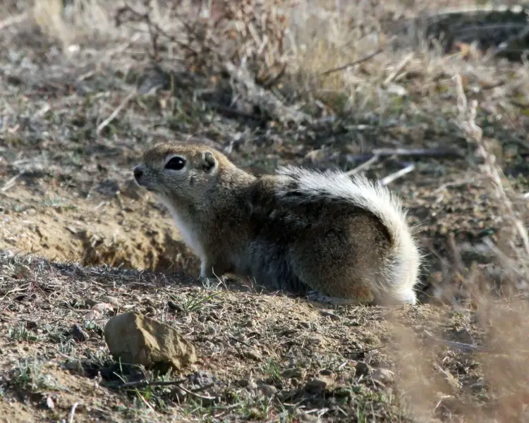 San Joaquin Antelope Squirrel