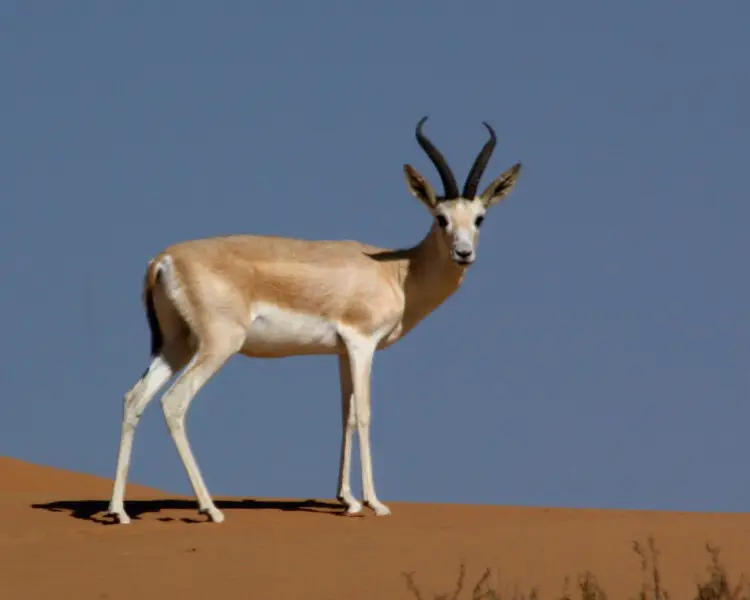 Arabian sand gazelle