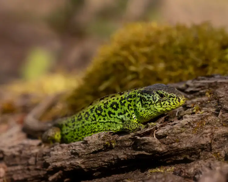 Sand Lizard Facts, Diet, Habitat & Pictures on Animalia.bio