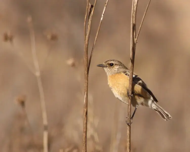 African stonechat