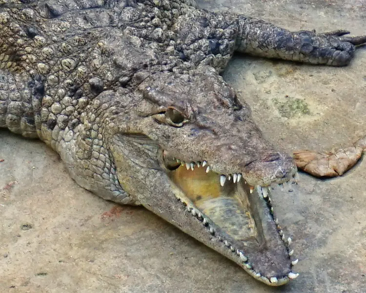 Крокодил філіппінський