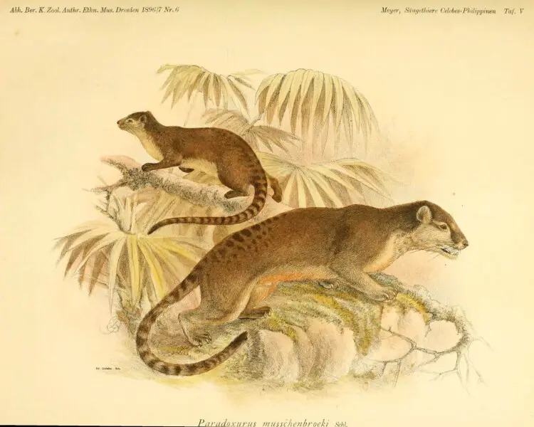 Sulawesi palm civet