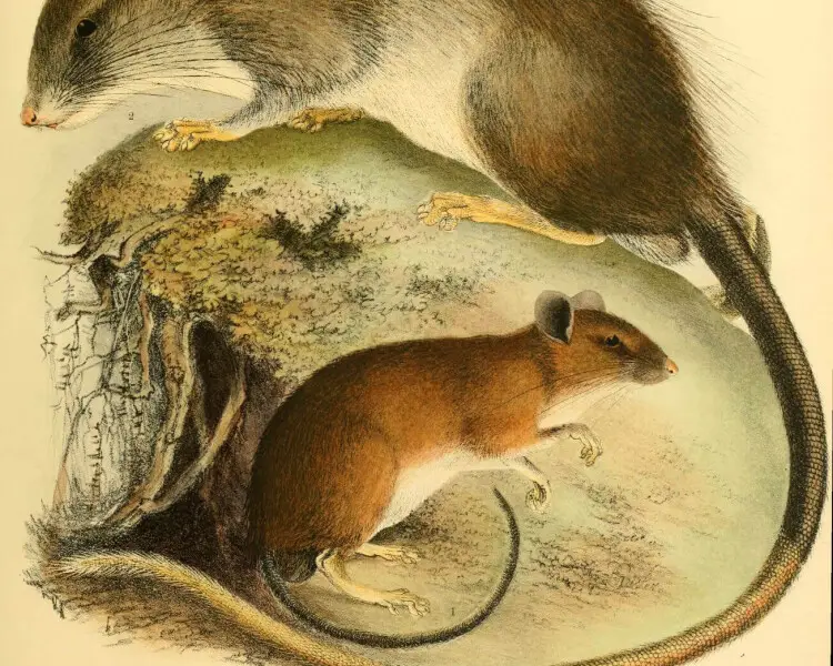 Yellow-tailed rat