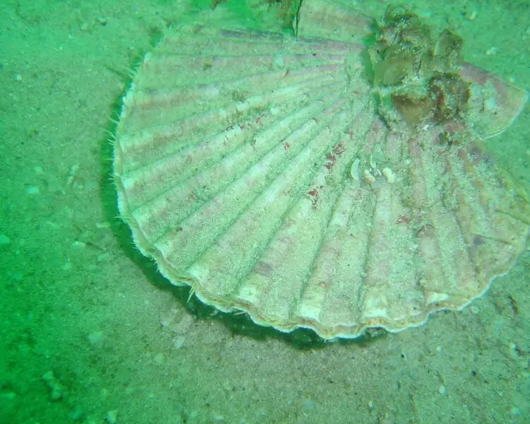 Pecten sulcicostatus Facts, Diet, Habitat & Pictures on Animalia.bio