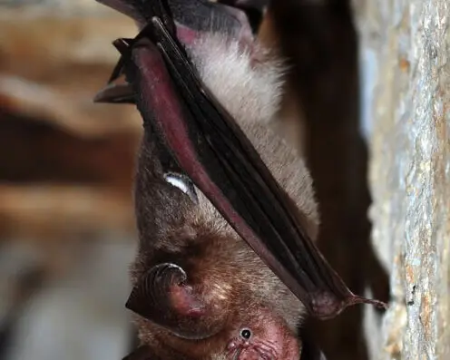 Schneider's leaf-nosed bat