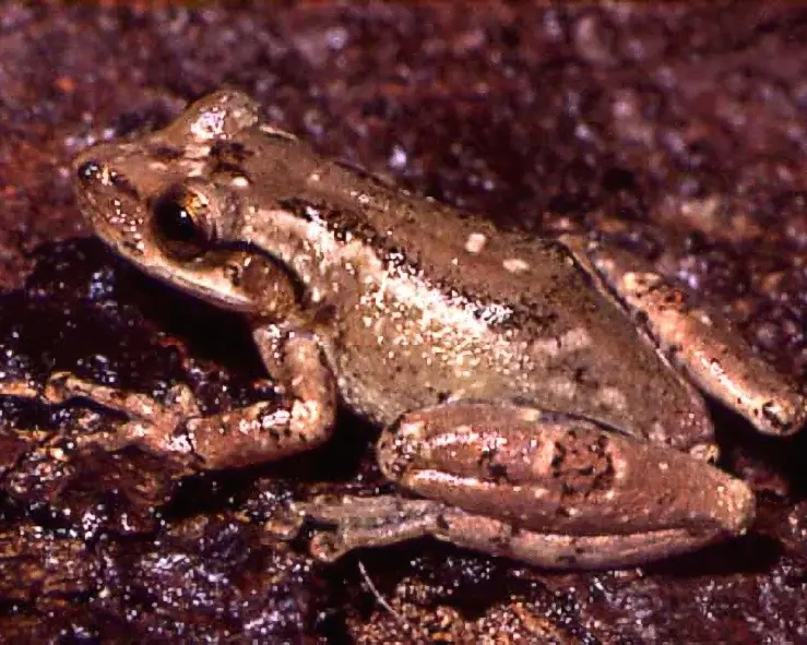 Scinax alter факти, дієта, ареал і фотографії на Animalia.bio