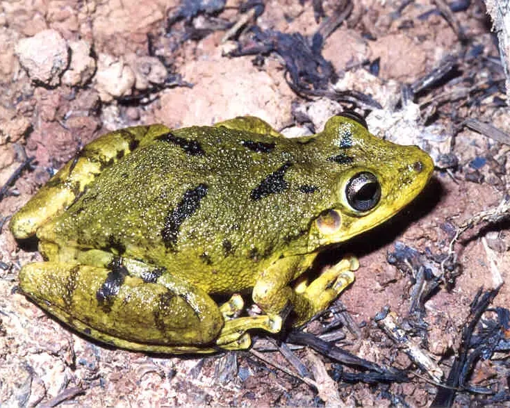 Ololygon catharinae факти, дієта, ареал і фотографії на Animalia.bio