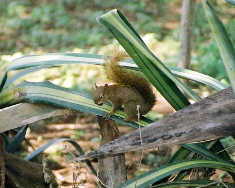 Bolivian squirrel