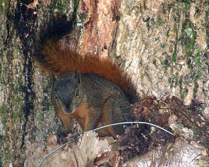 Northern Amazon red squirrel