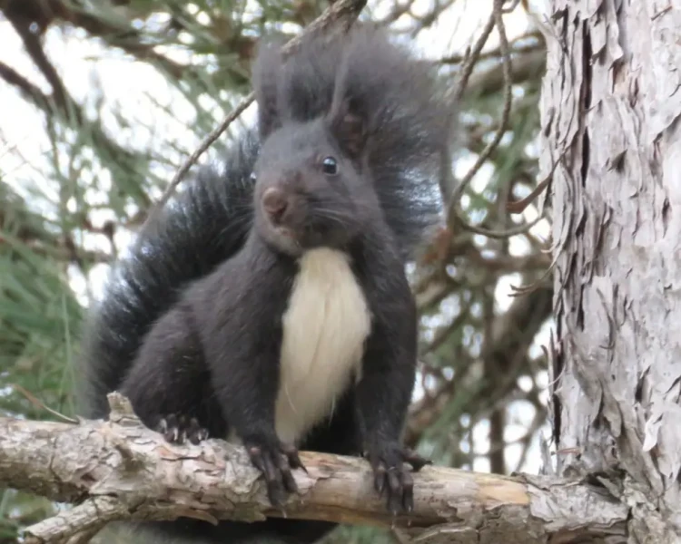 Calabrian black squirrel
