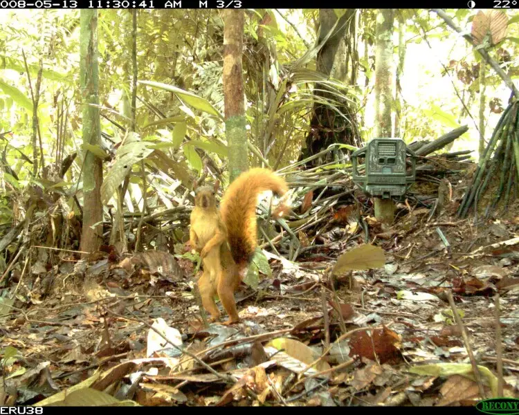 Southern Amazon red squirrel