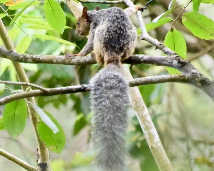 Guayaquil squirrel