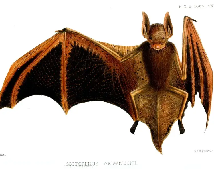 Welwitsch's bat