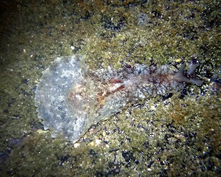 Dolabella auricularia