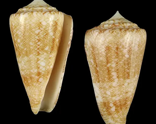 Conus glorioceanus факти, дієта, ареал і фотографії на Animalia.bio