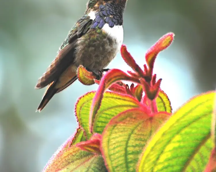 Volcano hummingbird