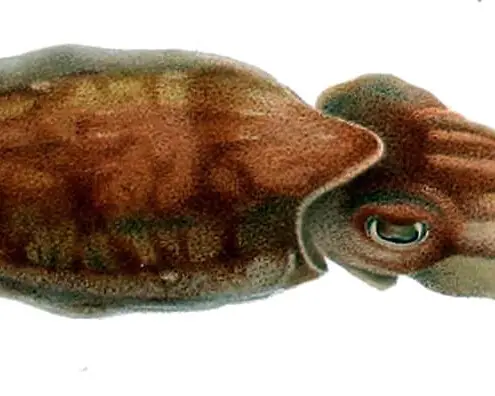 Sepia orbignyana