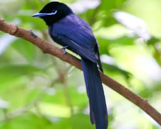 Endemic Animals Of Seychelles