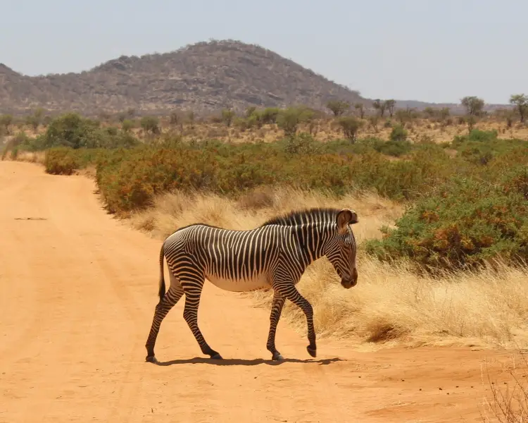 Grévy's Zebra - Facts, Diet, Habitat & Pictures on 