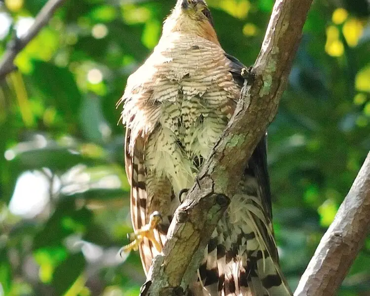 Puerto Rican sharp-shinned hawk