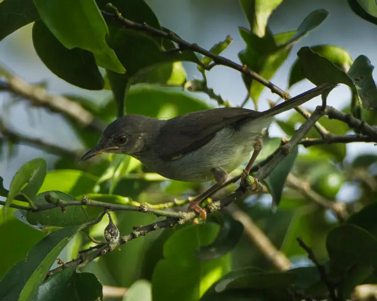 Sharpe's apalis
