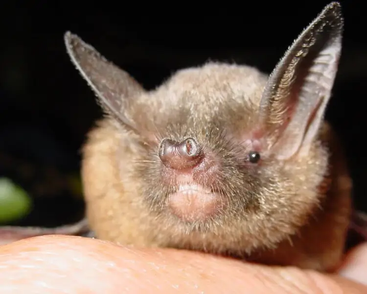 New Zealand lesser short-tailed bat