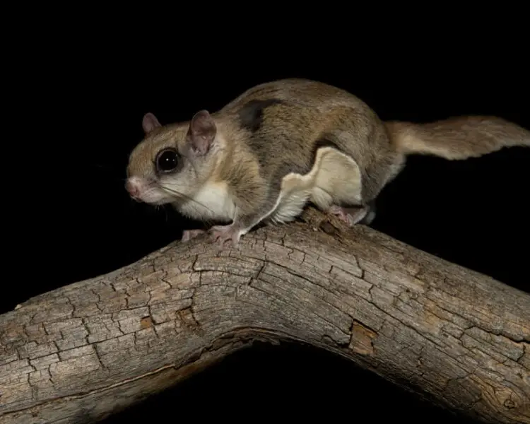 Southern Flying Squirrel - Facts, Diet, Habitat & Pictures on 