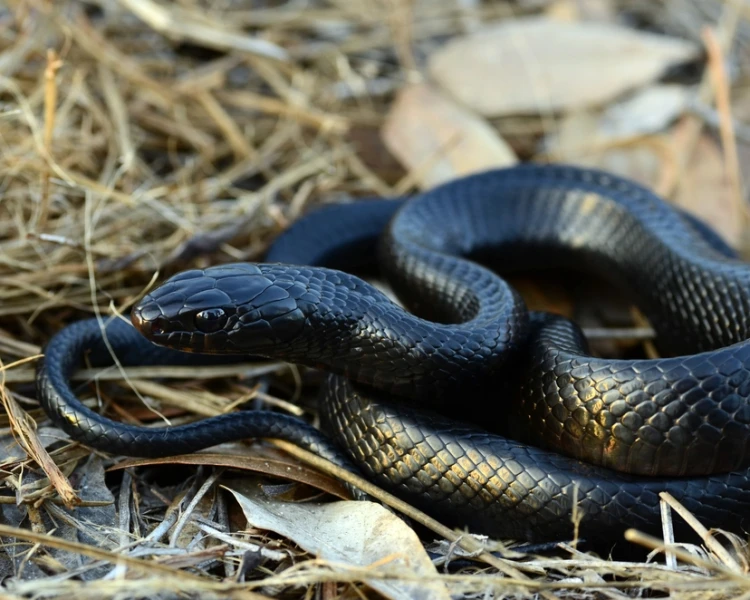 Eastern Indigo Snake