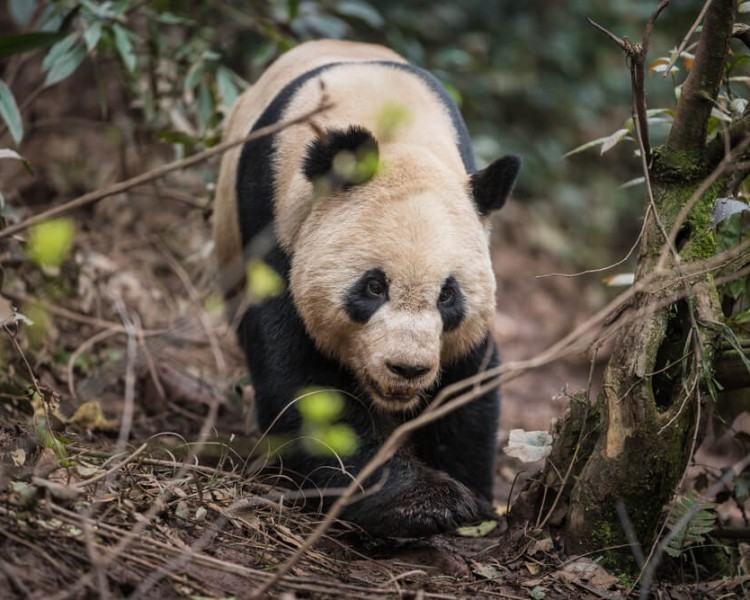 Giant Panda - Facts, Diet, Habitat & Pictures on 