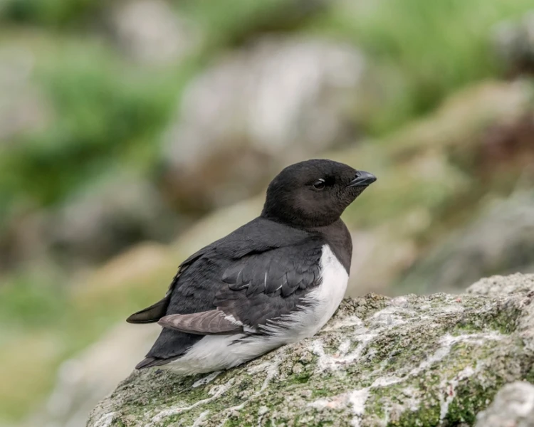 Little Auk