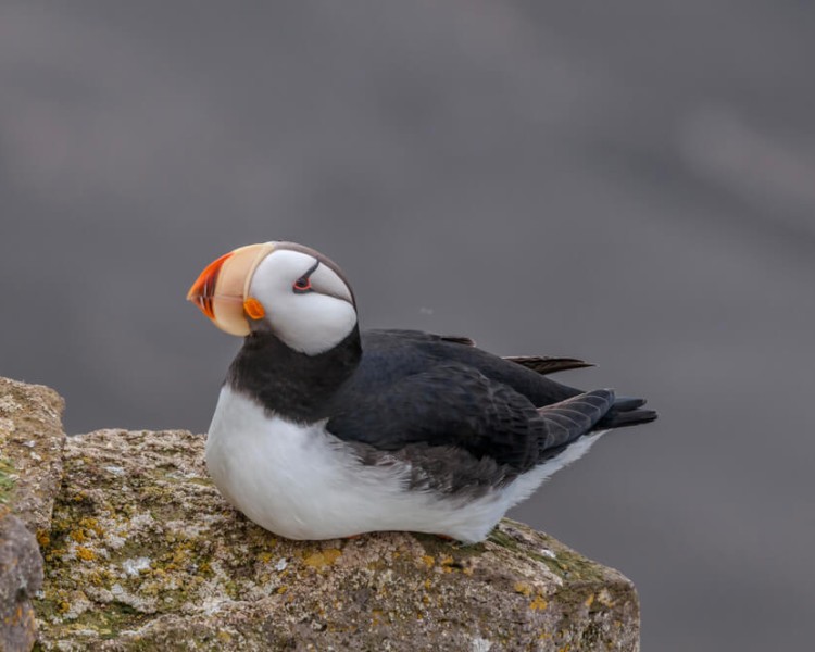 Horned Puffin - Facts, Diet, HaƄitat &aмp; Pictures on Aniмalia.Ƅio