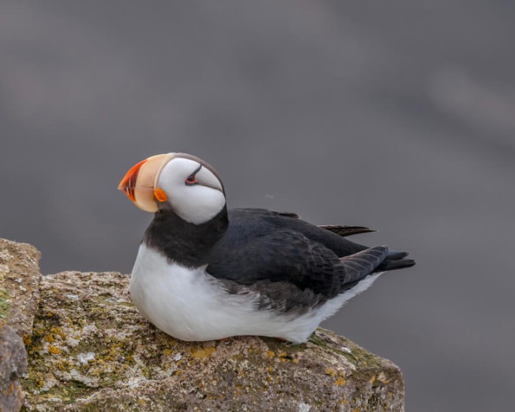 Horned Puffin - Facts, Diet, Habitat & Pictures on Animalia.bio