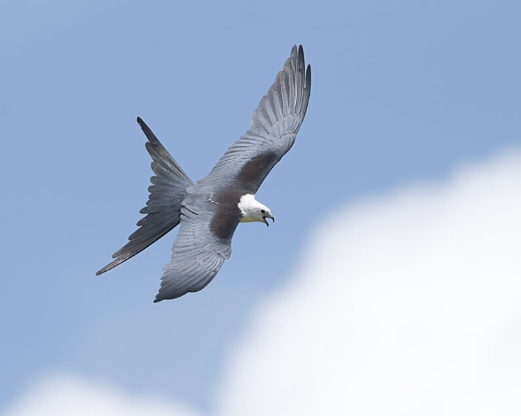 Swallow-Tailed Kite
