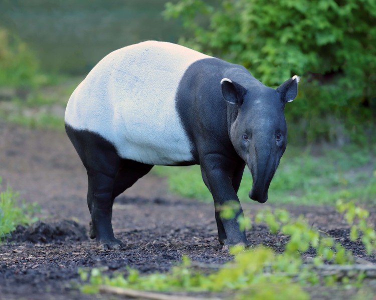 Malayan Tapir - Facts, Diet, Habitat & Pictures on 