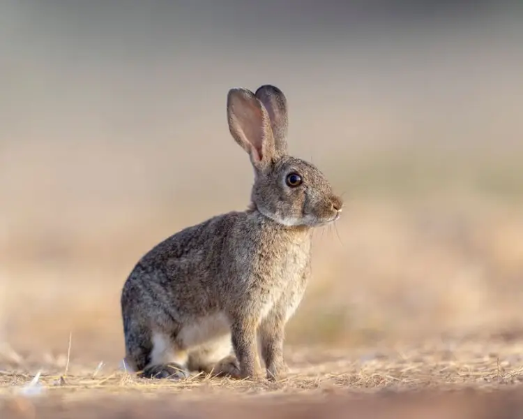 European Rabbit - Facts, Diet, Habitat & Pictures on 
