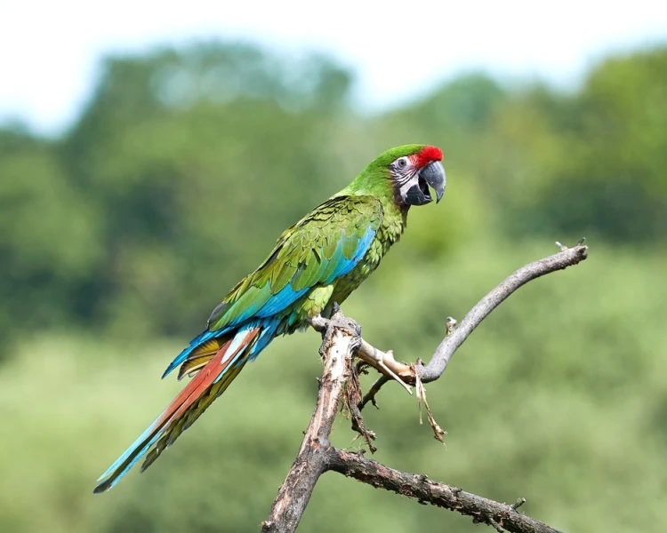 Military Macaw