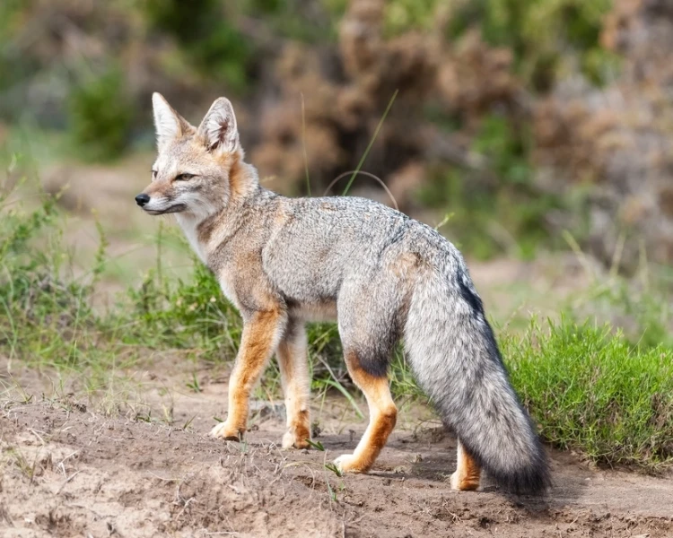 Pampas Fox - Facts, Diet, Habitat & Pictures on 