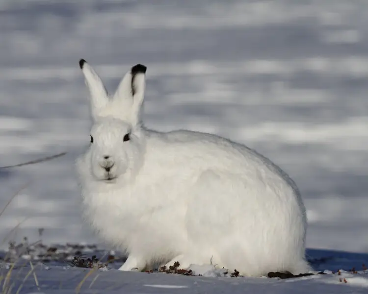Arctic Hare - Facts, Diet, Habitat & Pictures on 