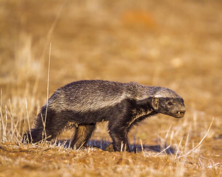 Honey Badger - Facts, Diet, Habitat & Pictures on 