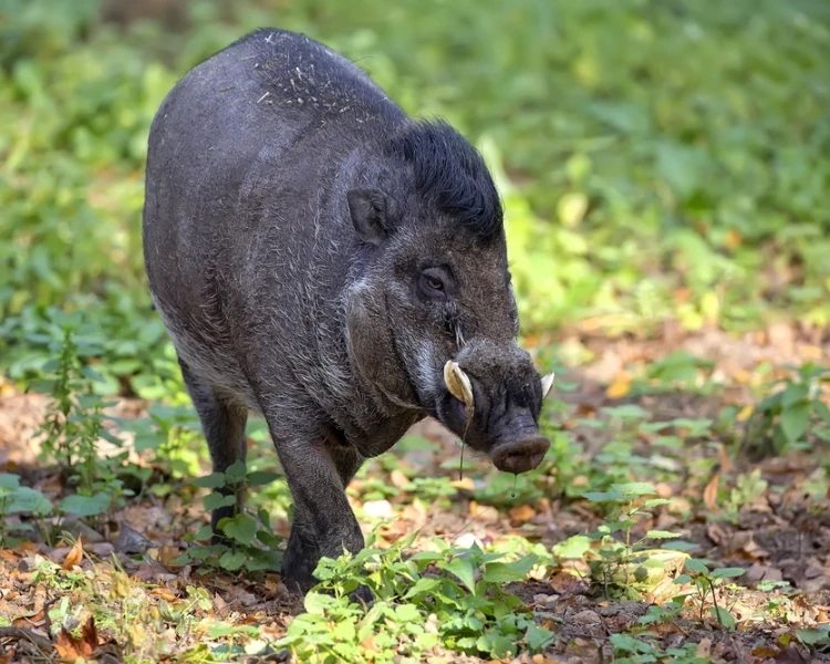 cinghiale-dalle-verruche-delle-visayas-fatti-dieta-habitat-e