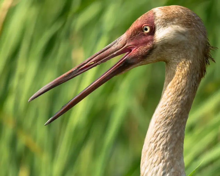 Siberian Crane