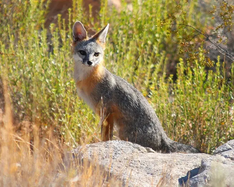 Gray Fox - Facts, Diet, Habitat & Pictures on 