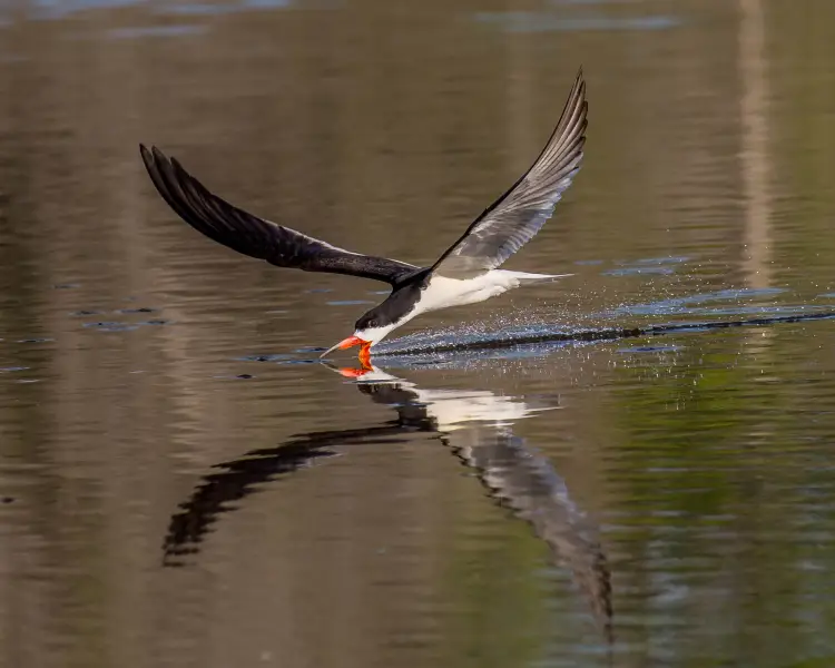 Black Skimmer Facts, Diet, Habitat & Pictures on Animalia.bio