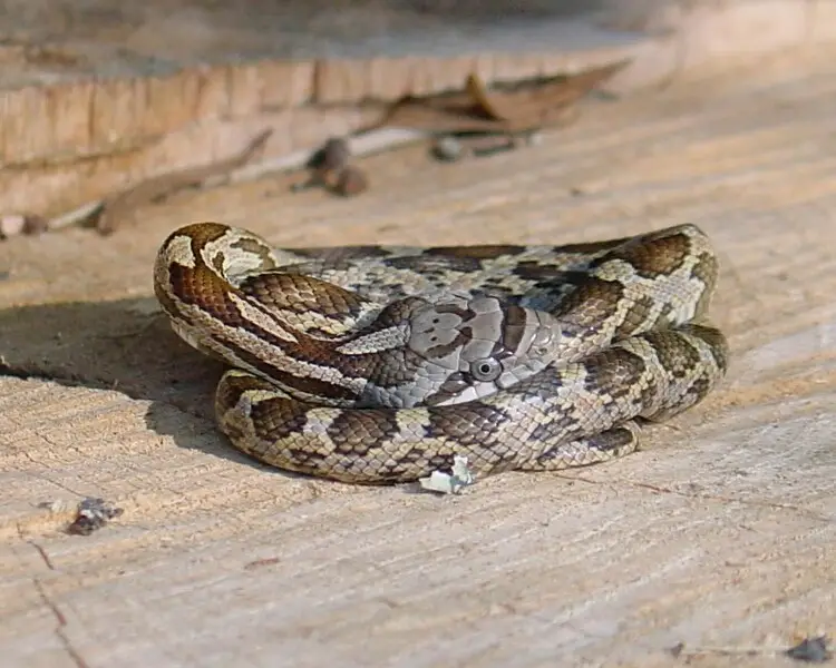 Slowinski's corn snake